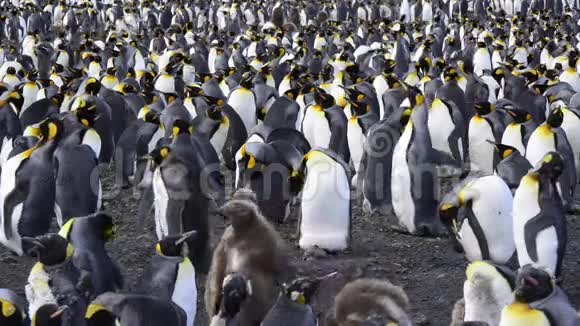 企鹅王视频的预览图