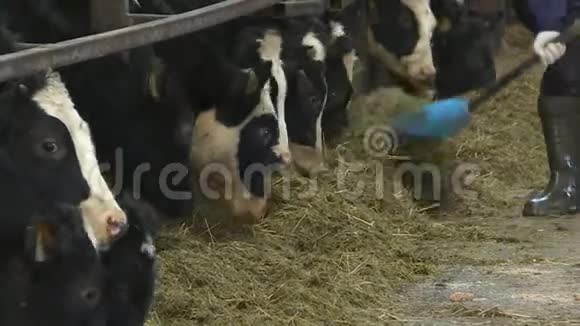 畜场上的牛犊视频的预览图
