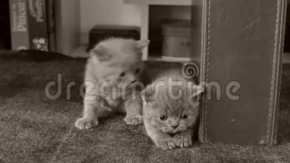 客厅里坐在地毯上的英国小猫视频的预览图