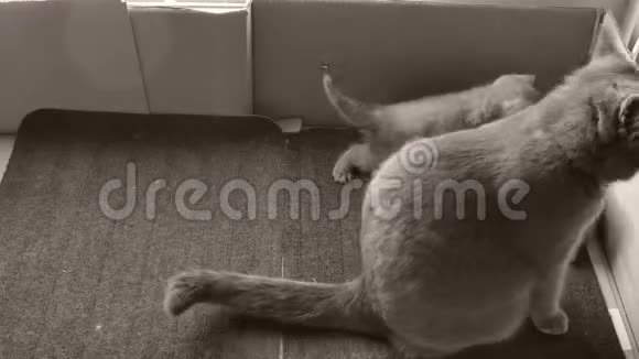 躺在门垫上的英国小猫视频的预览图
