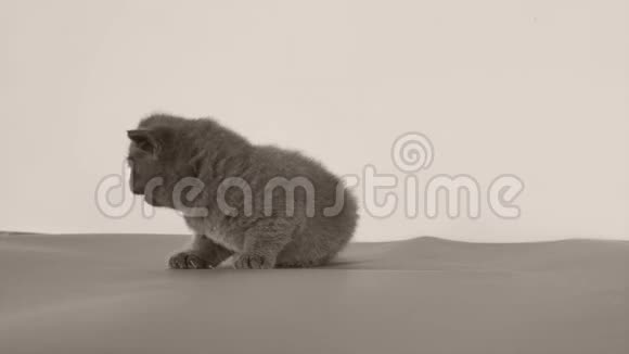 小猫喵喵叫灰色背景复制空间视频的预览图