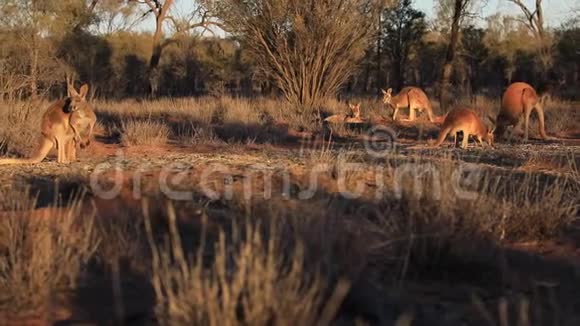 日落时分澳大利亚中部袋鼠视频的预览图