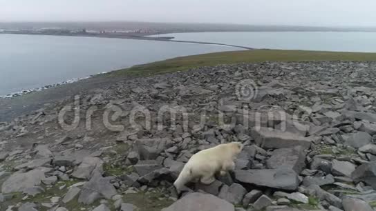 夏天落基岛上的北极熊视频的预览图