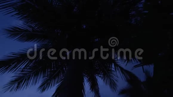 一片海洋和树木视频的预览图