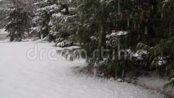 冬天森林里的雪覆盖着行道树视频的预览图