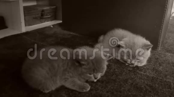 睡在客厅地毯上的英国小猫视频的预览图