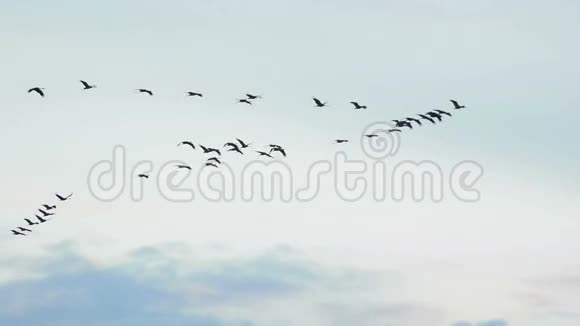 在秋日夕阳下鹤群高高飞起视频的预览图