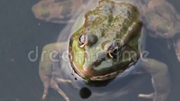 河里的青蛙视频的预览图