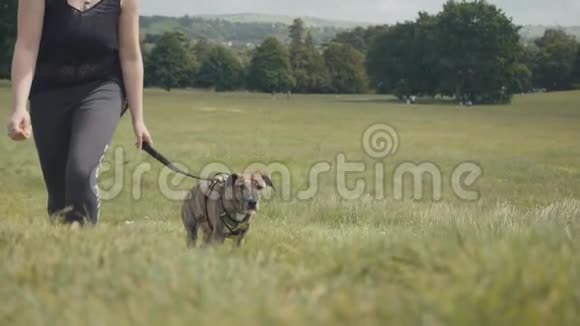 狗在公园散步慢动作视频的预览图