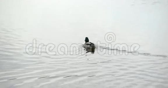 鸭子在湖里游泳视频的预览图