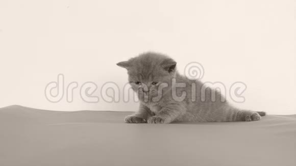 英国小猫喵喵灰色背景视频的预览图