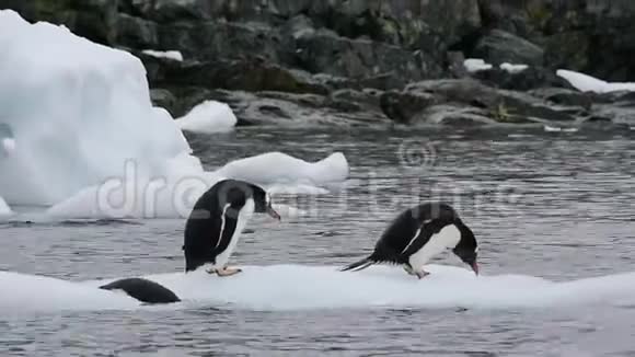 冰天雪地上的企鹅视频的预览图