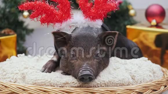 一只长着圣诞鹿角的可爱猪躺在篮子里视频的预览图