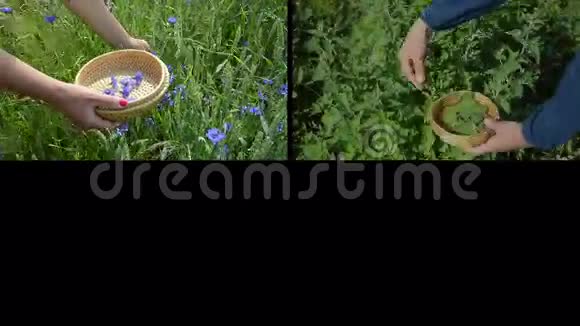 手收集草本植物替代药物夹子拼贴视频的预览图