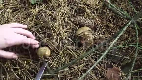 秋天在森林里采食蘑菇视频的预览图