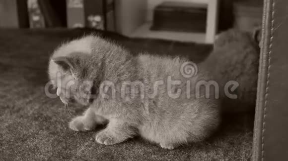 客厅里坐在地毯上的英国小猫视频的预览图
