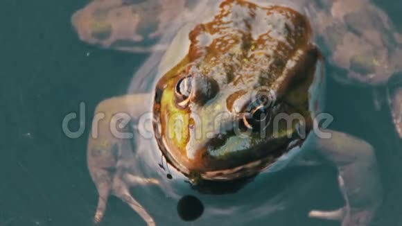河里的青蛙视频的预览图