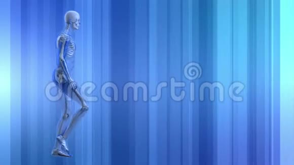 蓝色背景下行走的人类骨架视频的预览图