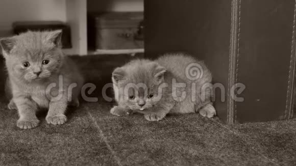 睡在客厅地毯上的英国小猫视频的预览图