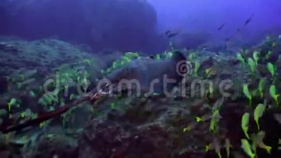 黑色黄貂鱼游过深岩礁视频的预览图