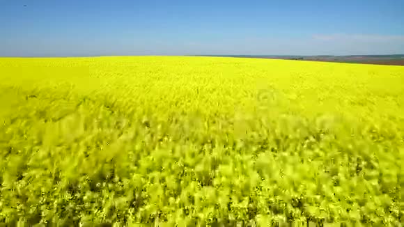 用开花的油菜花飞越田野空中镜头飞越油菜地视频的预览图