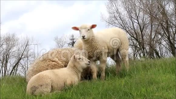 一家羊视频的预览图