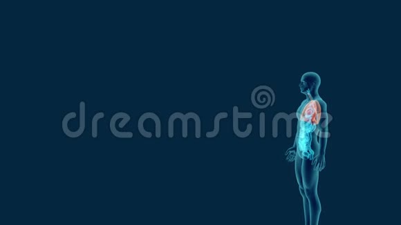 可见呼吸系统人体x线扫描视频的预览图