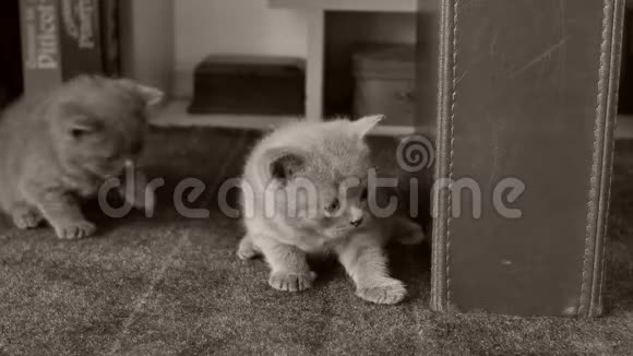 英国小猫在客厅的地毯上玩耍视频的预览图