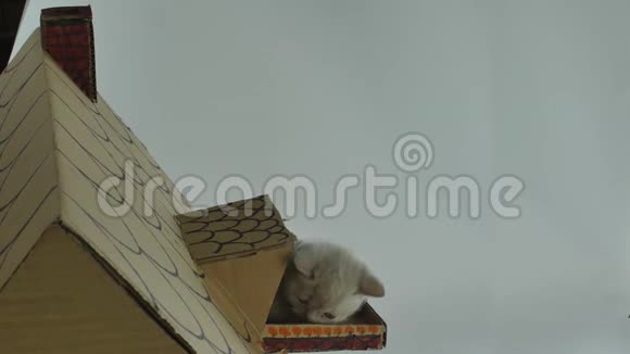 小猫坐在阳台上纸板猫屋视频的预览图
