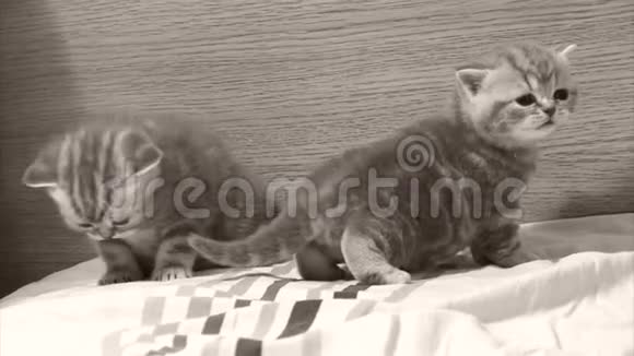 可爱的小猫在床上玩耍视频的预览图