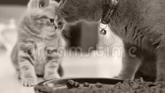 小猫吃盘子里的宠物食物视频的预览图