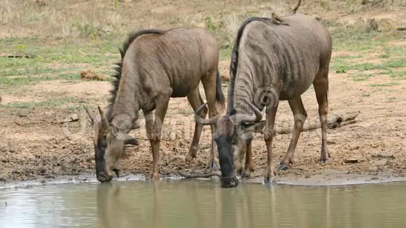 蓝羚羊饮用水南非视频的预览图