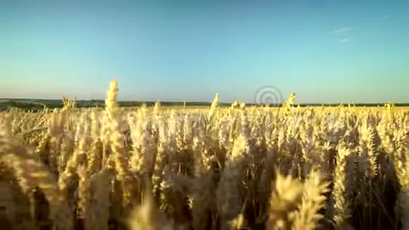 麦田地上的金色麦穗草甸麦田成熟穗的背景收获丰厚视频的预览图