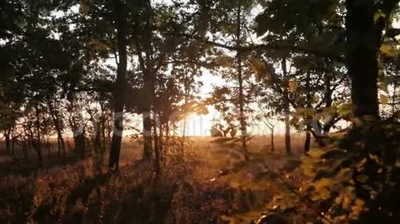 黎明或日出时秋季落叶林视频的预览图