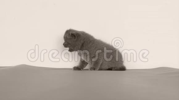 小猫喵喵叫灰色背景复制空间视频的预览图