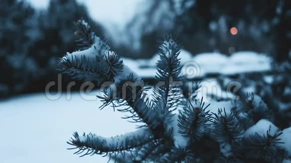 寒冷的冬天松枝覆盖着雪视频的预览图