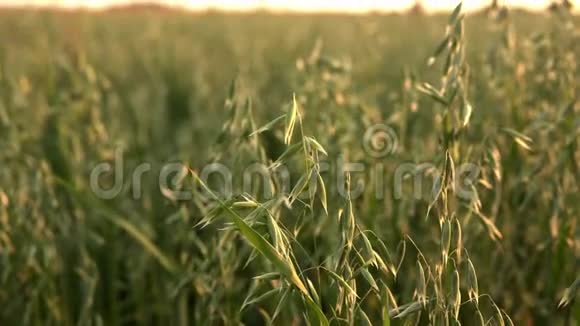 在阳光明媚的日子里在田野里生长着一只绿色的麦穗农业自然产品视频的预览图