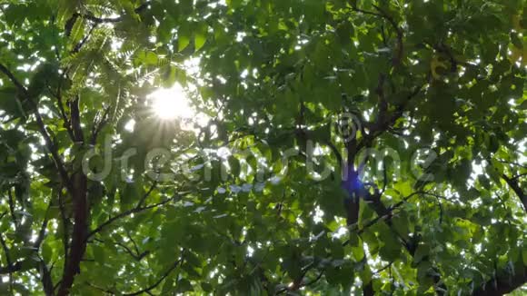 透过热带雨林中的树木发光视频的预览图