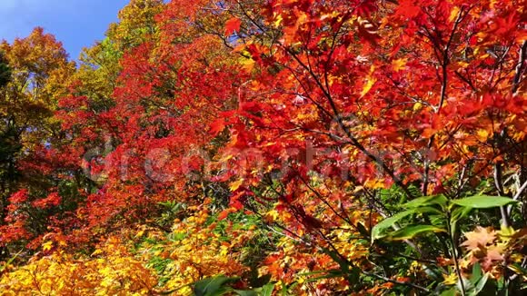 秋季枫叶的自然颜色视频的预览图
