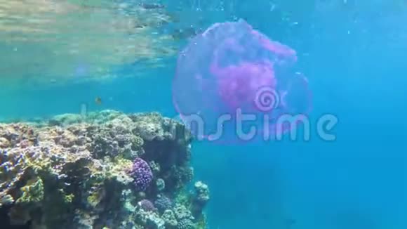 在珊瑚礁附近的红海清澈的蓝水中漂浮埃及视频的预览图