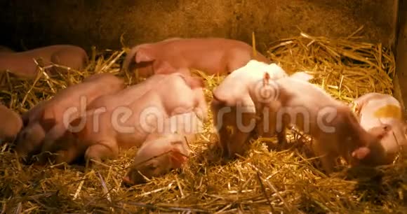 畜牧场上的猪养猪业小猪在稳定视频的预览图