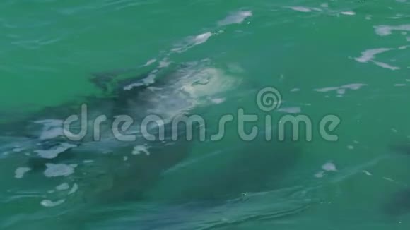 海豚在水下视频的预览图