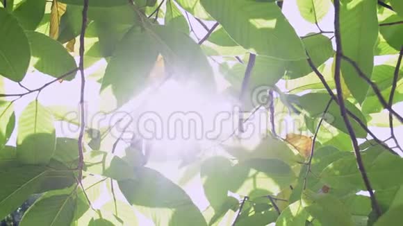 阳光的美透过绿叶的树视频的预览图