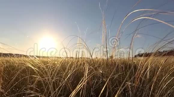 草原的羽毛草视频的预览图