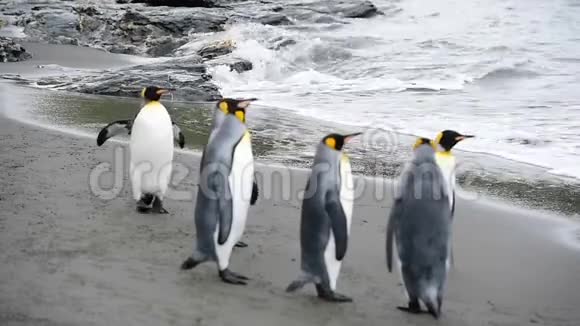 南乔治亚的企鹅国王视频的预览图