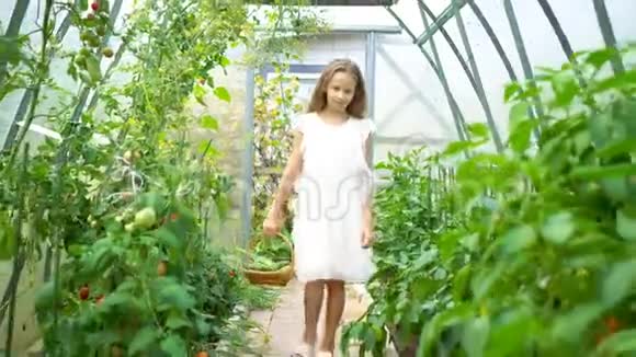 可爱的小女孩在温室里收集作物黄瓜和番茄视频的预览图