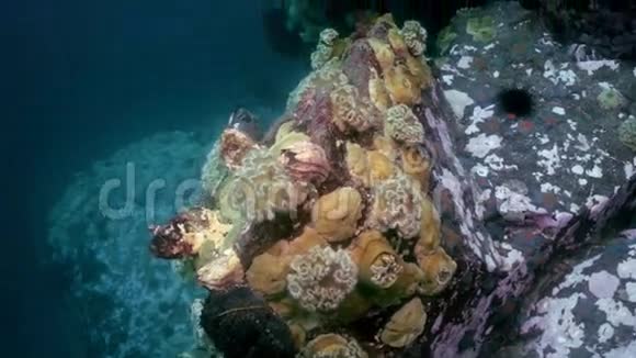 海底岩石中的海葵和海葵视频的预览图