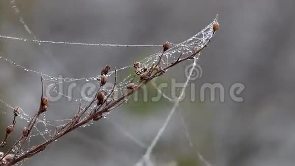 树枝上有蜘蛛网和露珠视频的预览图