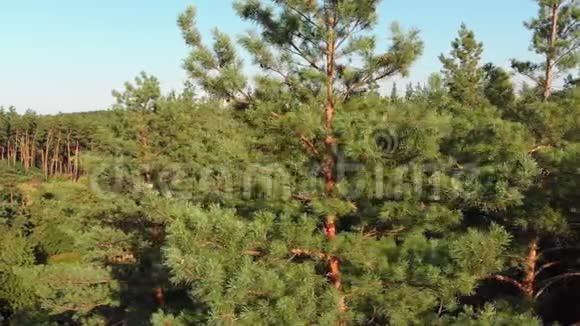 松林鸟瞰无人机森林树上松木公园的俯视图视频的预览图
