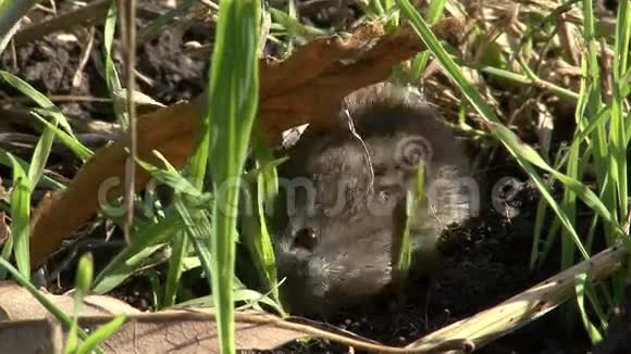 田鼠用小麦在农田上吃草视频的预览图